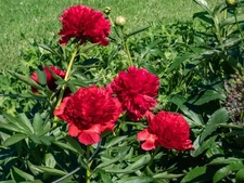1 - Double Peony DIANA PARKS Live Perennial Red Flower Bulb Plant Root US SELLER