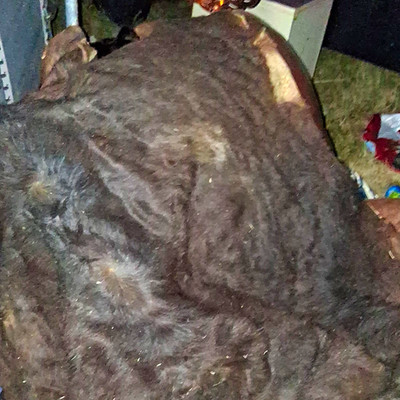Fresh Tanned Wild Montana Yellowstone Bison Buffalo Robe Blanket Leather Antler