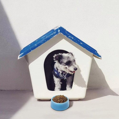 Candy Colored Plastic Pet Bowl Small Medium-sized Cat Dog Eating Utensils' X8N7 - Picture 16 of 22