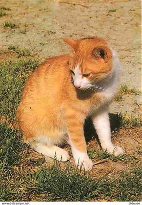 Postcard - Animals - Cats - Portrait - Red and White Cat - CPM - See Sca