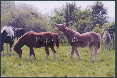 Postcard 10727# the horse mare: horses in the pasture, / photo / postcard size