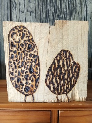 Morel Mushroom Wood Burning Pyro Art On Rough Cut Pine