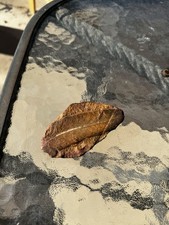 Ancient Highly Detailed  Feather Fossil! Fossil - Ozarks Arkansas -