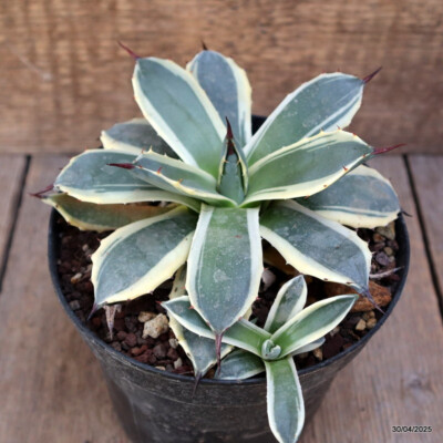 Agave Applanata 'Cream Spike' – Superbe Succulente Panachée, Vert Et Beige