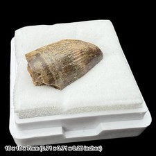 Rare Crocodile Teeth Fossils Wealden Group Sussex UK Cretaceous Crocodyliform