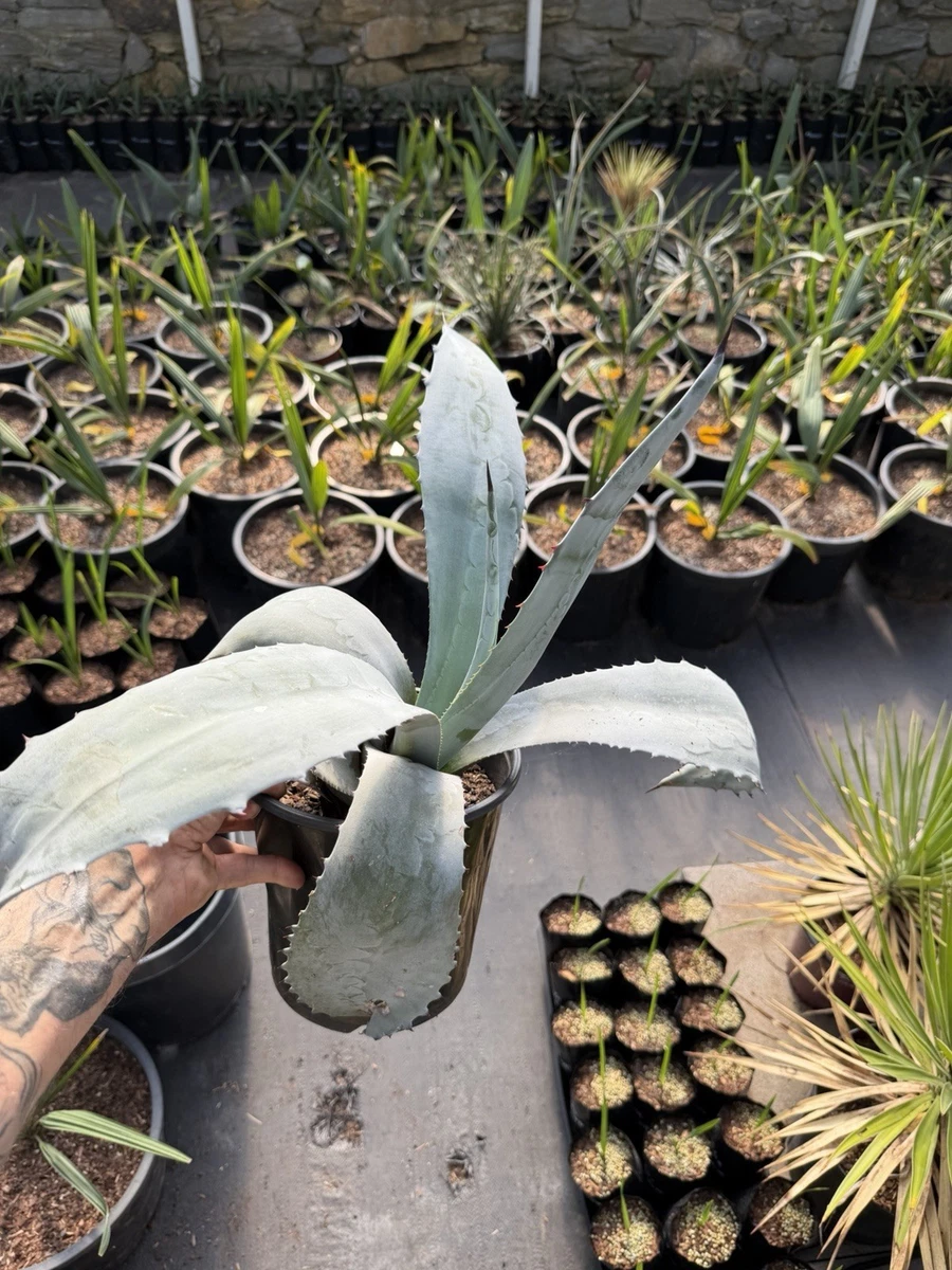 Agave Americana Cactis&Succulents for sale | eBay
