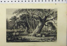 Old Antique Print C1890 Country Scene Animals Trees Birds Banyan Boabob 19th