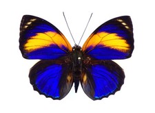 Agrias phalcidon phalcidon - AgriasButterflies.com