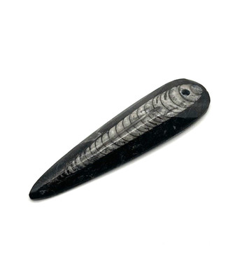   Orthoceras Fossil Anhänger Lochstein   410 Mio Jahre Devon Marokko 4 6 cm  