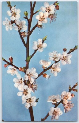 Prunus Armeniaca Apricot Blossoms Botanical Postcard SC3989