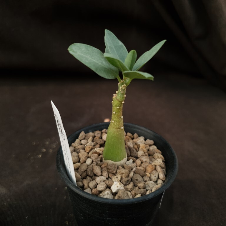 B39: Adenia pechuelii | eBay