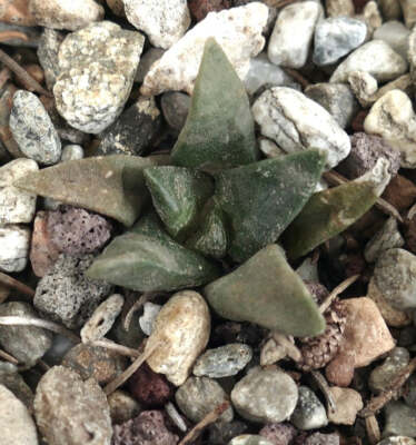 Ariocarpus retusus X trigonus HYBRID (seedling) 669C -
