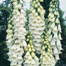 Alba Foxglove Seeds | 100 - 2,000 Seeds | Non-GMO | Free Shipping | 1244