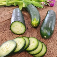 Straight Eight Cucumber 230 Seeds, American Heirloom Cucumis Sativus, Non-Gmo