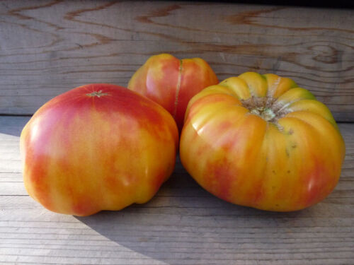 Anciennes graines de tomates allemandes | héritage | bio - Photo 1 sur 1