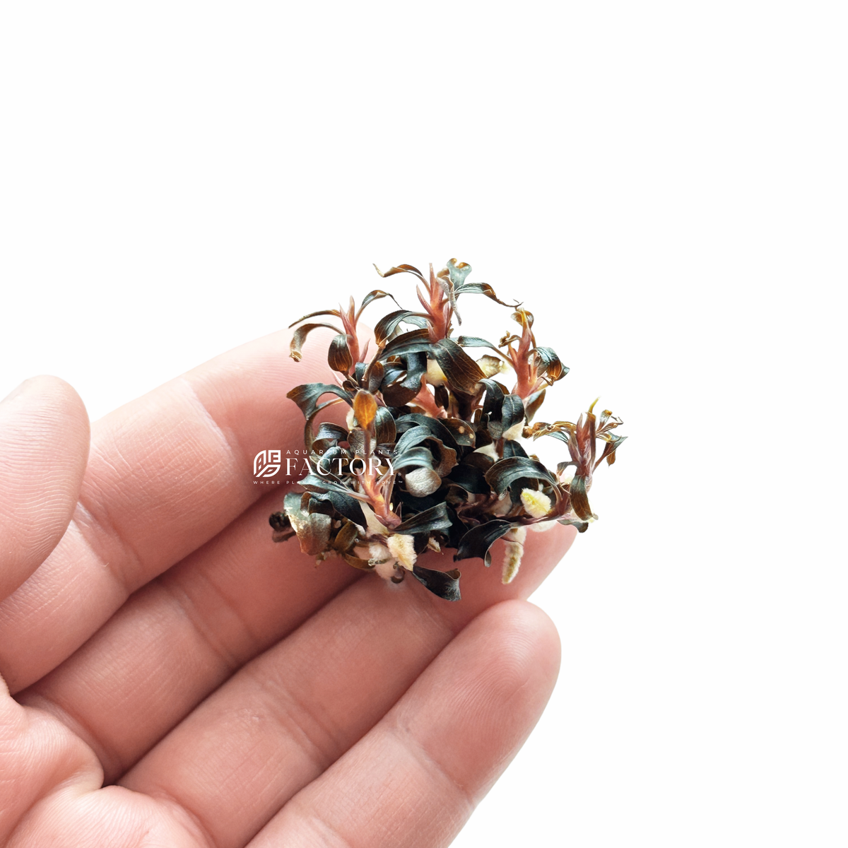 Bucephalandra Kedagang Red | Aquarium Plants Factory® | eBay