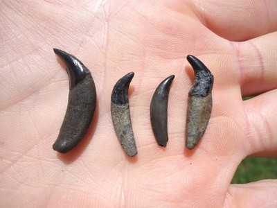4 Quality Carnivore Canine Teeth Florida Fossils Ice Age Extinct Tooth Jaw Bone
