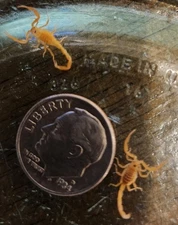 3  Live Feeder Insects Baby AZ Bark Scorpions 