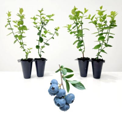 Blueberry Plants. Set of 4 starter live plants | eBay