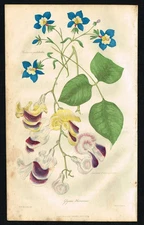 1838 Glycine & Quintinia Botanical Print – Floricultural Cabinet Plate