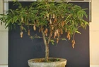 Tamarindus indica, The Tamarind Tree - 10 See ds