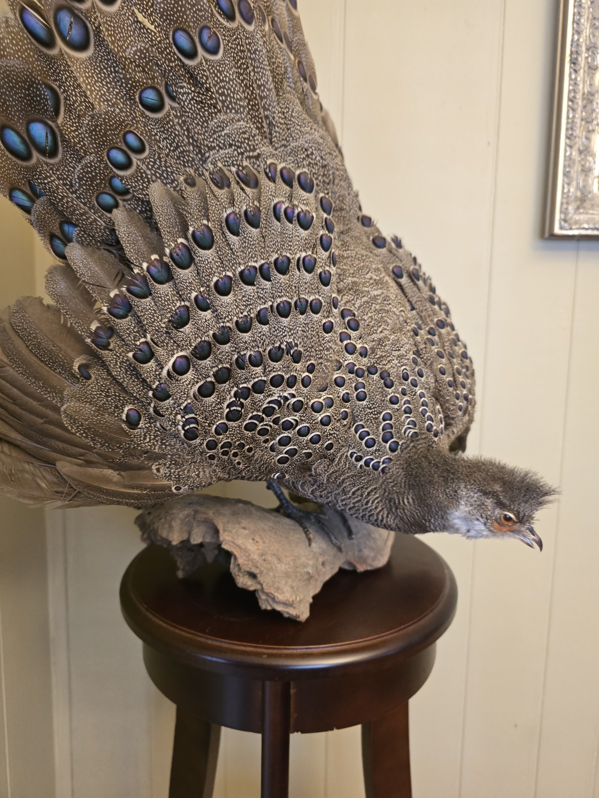 Rare Peacock Pheasant