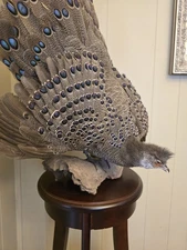 Rare Peacock Pheasant