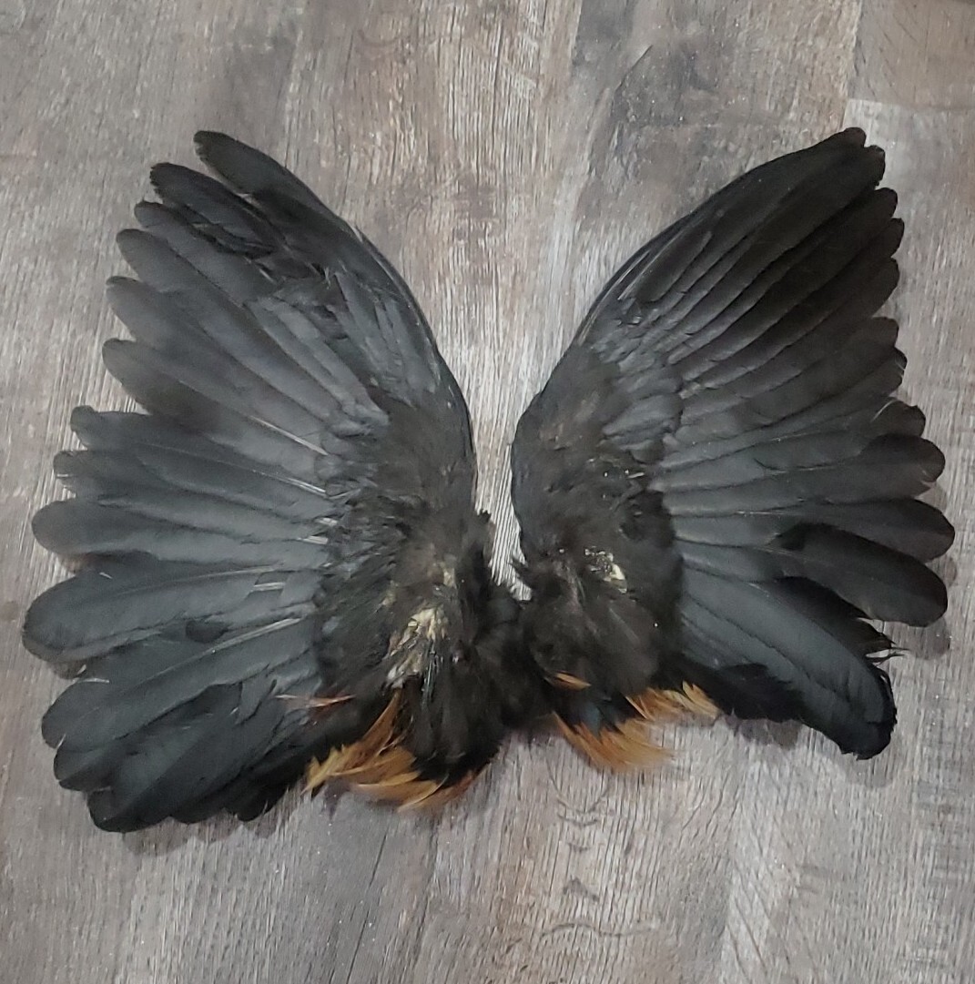 Black Red Rooster Chicken Wings Craft Art fly tying hackle TAXIDERMY