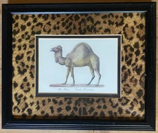 Das Kameel Camelus Dromedarius Framed Art Print Leopard Matting Vintage