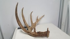 PICKET FENCE 75 2/8" WHITETAIL DEER ANTLER SHED antlers mule mount elk moose