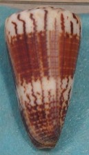 Conus Vitulinus 48mm Langford Reef,Australia formerly Vitulinus Fulmineus Unreco