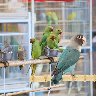  Parrot Chewing Toy Cage Bird Bamboo Perch Parrots Grinding Scratchers