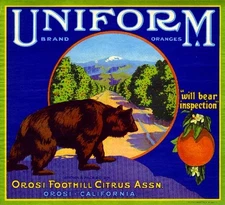 Orosi Uniform Grizzly Brown Bear Orange Citrus Fruit Crate Label Art Print