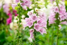 6 x Foxglove Digitalis 'Foxy Mix' Plug Plants