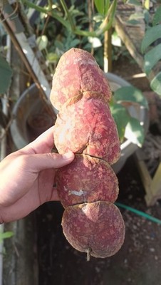 Real Picture Hoya Imbricata Red Sp Sulawesi