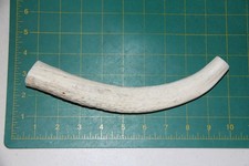 Medium Upper Elk Antler Dog Chew 17 / bone chews moose treats deer 305