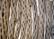 80 9  Prewashed Cholla Wood Pieces