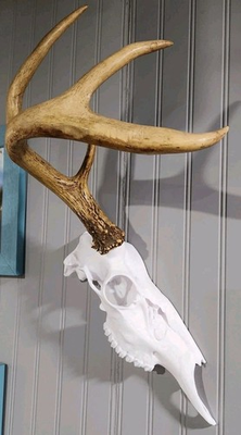 #ad #ad European Deer half Skull Replica Mount With Hanger Whitetaill Mule Deer Hanger $19.99