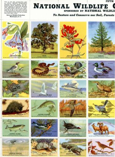 1942 National Wildlife Conservation Stamp Sheet 36 Animal Stamps MINT CONDITION - Picture 2 of 5
