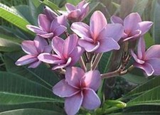 5 Light Purple Pink Plumeria Seeds Perennial Flowers Seed Frangipani US SELLER