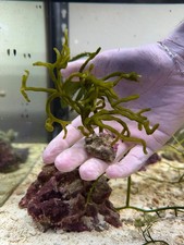 Codium Attached To Live Rock - Live Saltwater Marine Macroalgae For Reef Tank