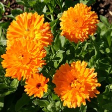 Calendula Orange Plants 6 Pack - Bright Orange Hardy Marigold