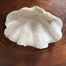 XL Tridacna Gigas Giant Clam Sea Shell 10.5”
