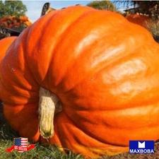 Pumpkin Fresh Seeds Dills Atlantic Giant Non-GMO Heirloom Vegetable