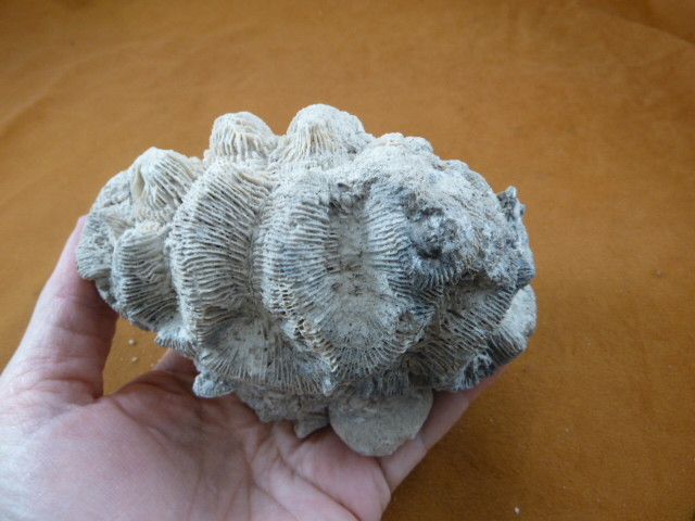 F397-29) Fossil Brain Rose coral Manicina areolata display