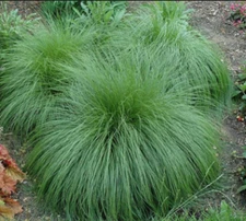 200 Seeds PRAIRIE DROPSEED Ornamental Native Grass Sporobolus Heterolepis