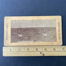 Grandin Farm Fargo North Dakota Stereoview F.J. Haynes Antique c1880 Y16054