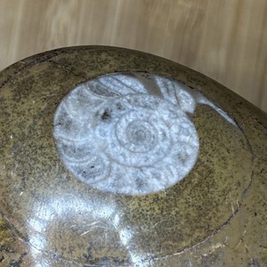 Polished Fossilized Stone Display Specimen with Two Visible Ammonites