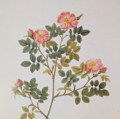 P J Redouté BUSCHROSE Roses Botanical Flower Art Book Plate Illustration 125