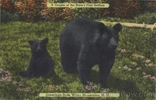 White Mountains,NH Couple of the State's First Settlers Tichnor 1953 2c stamp